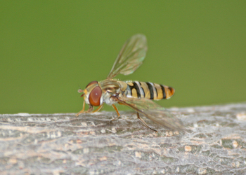 Hain-Schwebfliege (Episyrphus balteatus) - © Emanuel Trummer